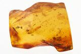 Detailed Fossil Aphid (Aphidoidea) in Baltic Amber #300692-1